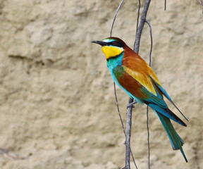 European bee-eater on branch, Merops apiaster