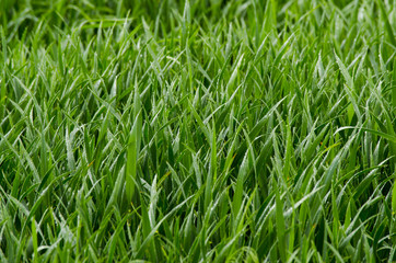 wheat germ on the field