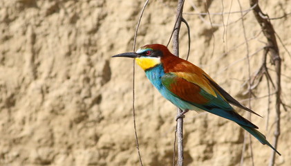 European bee-eater on branch, Merops apiaster
