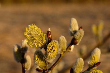Fototapeta premium Willow bush in blossoming spring buds covered with morning dew