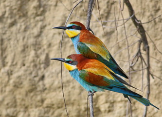 European bee-eater on branch, Merops apiaster