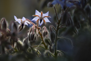 Flowers of borage, starflower, annual herb