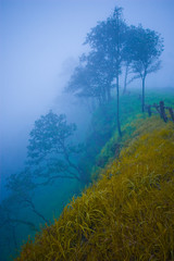 Deep abyss and forest with the fog