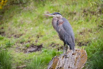 Blue Heron