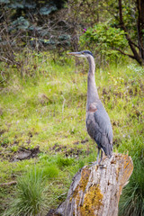 Blue Heron with Long Neck