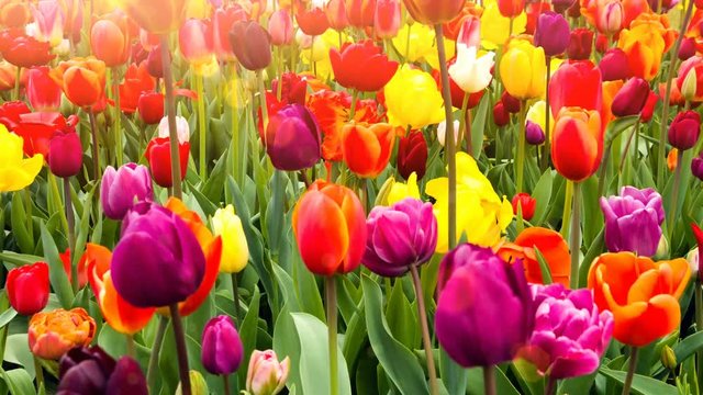 Multicolor tulips field. Nature background with flower bed. 4K, Ultra High Definition, Ultra HD, UHD, 2160P, 3840 x 2160