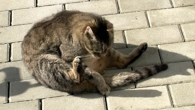 Mit der Zunge putzt der grau gestreifte Kater sein Fell