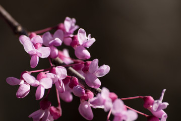Redbuds Blooming
