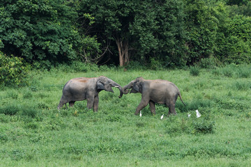 Fototapeta premium Wild elephants in Thailand Kui Buri National Park