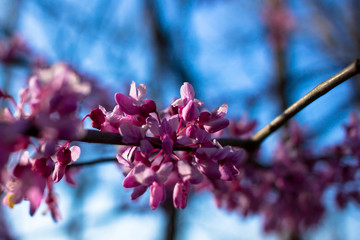 Redbuds Blooming