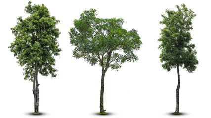 Three Trees isolated on a white background. with clipping path.