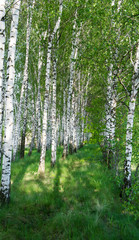 Landscape of a birch grove in spring