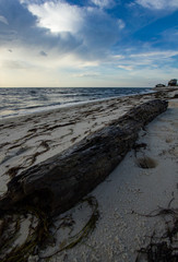 Fototapeta na wymiar Driftwood on Beach at Dawn
