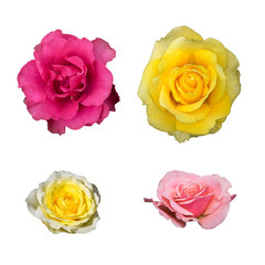 different colors of hires isolated roses for design