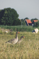 Gänse