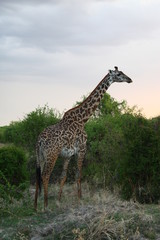 Giraffe in Africa Tansania 