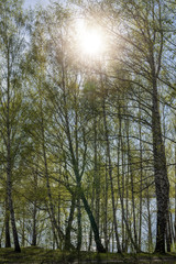 Birch grove with young spring foliage