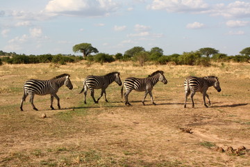 Fototapeta na wymiar Zebra in Africa Tansania