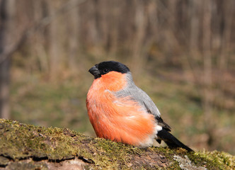 The bullfinch with a red breast