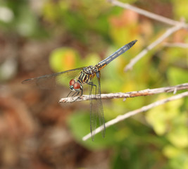 Image of a dragon fly in a branch