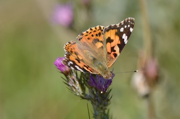 Fototapeta premium Belle-Dame (Vanessa cardui)