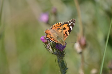 Belle-Dame (Vanessa cardui)