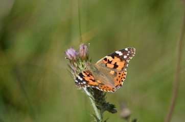 Belle-Dame (Vanessa cardui)