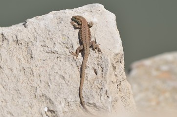 Lézard des murailles (Podarcis muralis)