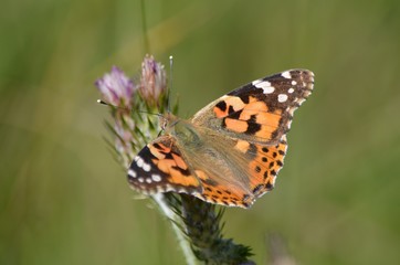 Belle-Dame (Vanessa cardui)