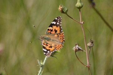 Belle-Dame (Vanessa cardui)