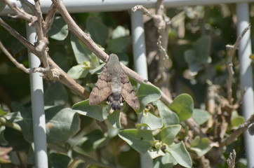 Moro-sphinx (Macroglossum stellatarum)