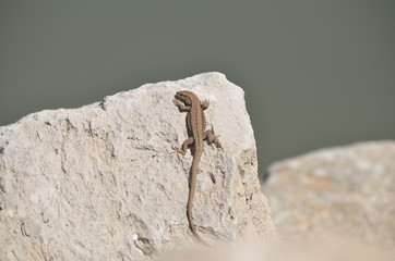 Lézard des murailles (Podarcis muralis)
