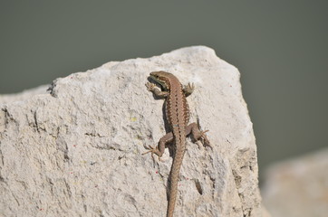 Lézard des murailles (Podarcis muralis)