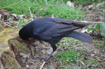  Corneille noire (Corvus corone)