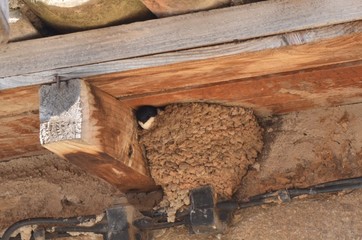 Hirondelle de fenêtre (Delichon urbicum) © Emmanuelle KUHN