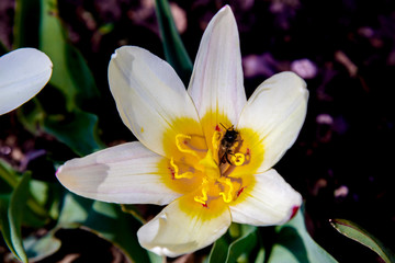 The bee sits inside a white tulip
