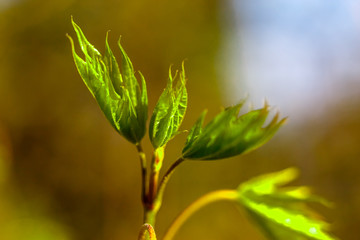 Young leaves bloom in the trees in spring