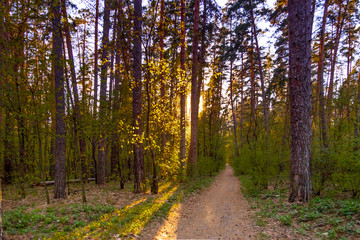 Fototapeta na wymiar Landscape of the spring forest at sunset