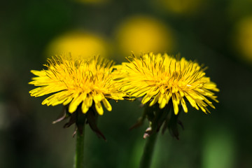 Macro shot of a yellow dandelion flower