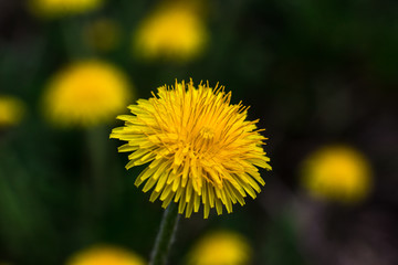 Macro shot of a yellow dandelion flower