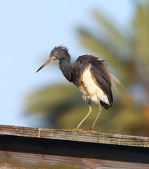 Egret heron standing in the pier