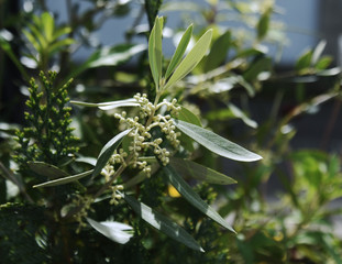 オリーブのつぼみ