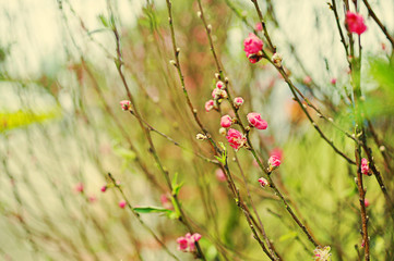 Cherry blossoms in Lunar new year