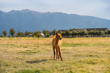 Alpacas, New Zealand