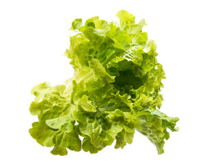 Lettuce leaves