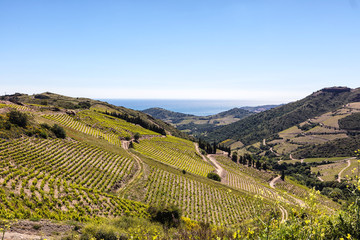 Vignoble de Collioure- Banyuls, vue depuis la côte de Vermeille, Pyrénées- Orientales, Catalogne, Languedoc-Roussillon, France 