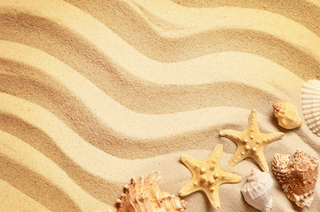 Fototapeta na wymiar Seashells on a summer beach and sand as background. Sea shells.