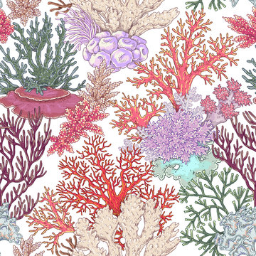 Coral Reef Pattern
