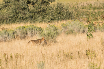 Coyote hiding behind bushes in the grasslands near the Great Salt Lake in Utah on Antelope Island