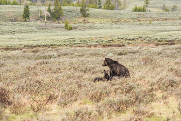 Mother grizzly bear with two cubs in prairie in Yellowstone National Park